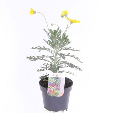 Euryops pectinatus 'Silver Star'