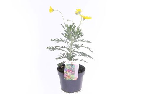 Euryops pectinatus 'Silver Star'