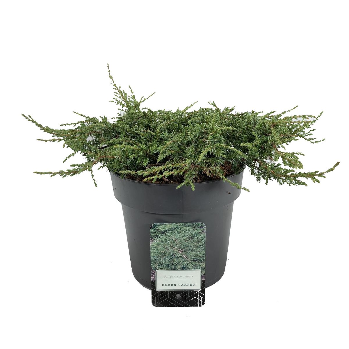 Juniperus communis 'Green Carpet' — Plant Wholesale FlorAccess