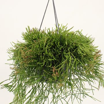 Rhipsalis clavata 'Easy Sweety'