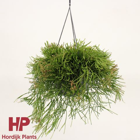 Rhipsalis clavata 'Easy Sweety'