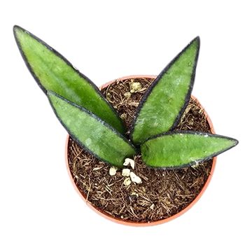 Hoya wayetii