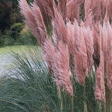 Cortaderia selloana 'Pink Feather'