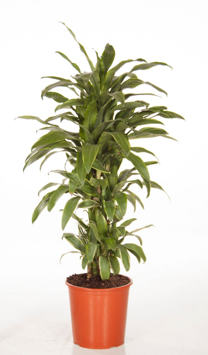 Dracaena fragrans 'Santa Rosa' — Plant Wholesale FlorAccess