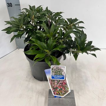 Pieris japonica 'Katsura'