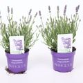 Lavandula angustifolia LAVICI BLUE