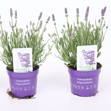 Lavandula angustifolia LAVICI BLUE