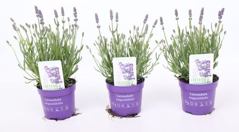Lavandula angustifolia LAVICI BLUE