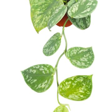 Scindapsus 'Hologram'
