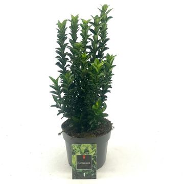 Euonymus japonicus 'Green Spire'