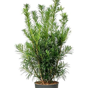 Podocarpus macrophyllus