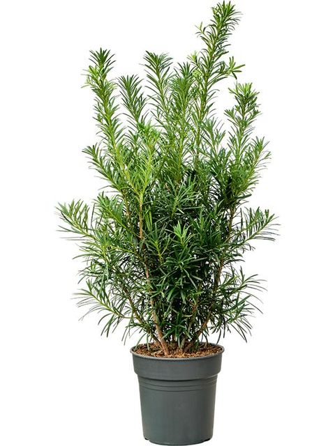 Podocarpus macrophyllus