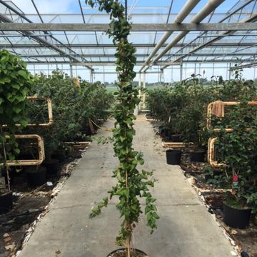 Abeliophyllum distichum