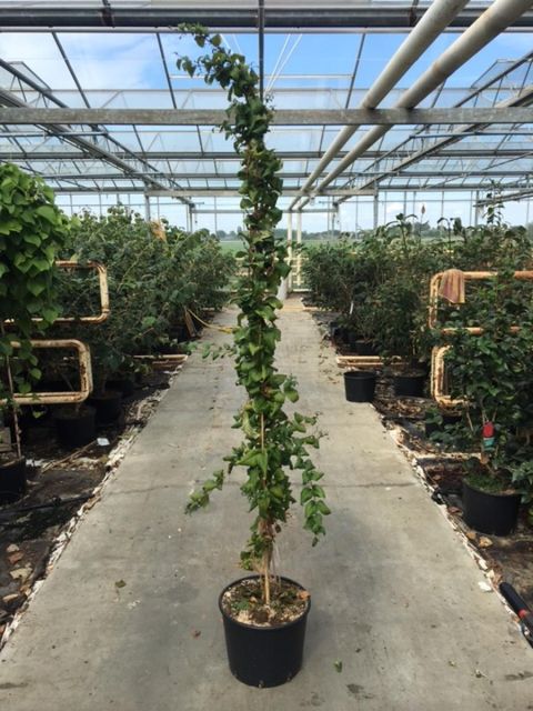 Abeliophyllum distichum