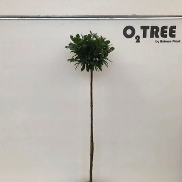 Prunus laurocerasus TITAN