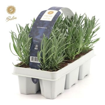 Lavandula angustifolia