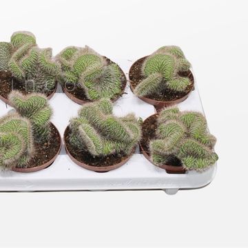 Nyctocereus serpentinus cristata