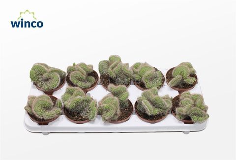 Nyctocereus serpentinus cristata