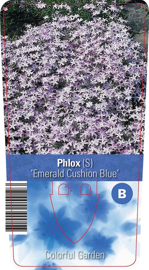 Phlox 'Emerald Cushion Blue'