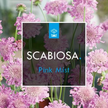 Scabiosa columbaria 'Pink Mist'
