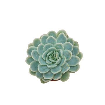 Echeveria elegans