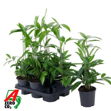 Dracaena surculosa
