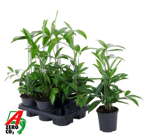 Dracaena surculosa
