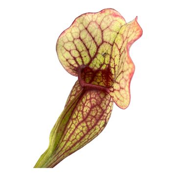 Sarracenia purpurea venosa 'Clementina'