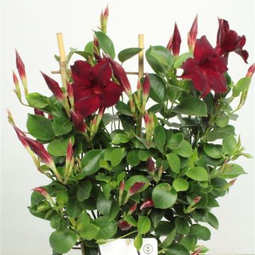 Mandevilla DIAMANTINA OPALE GRENAT