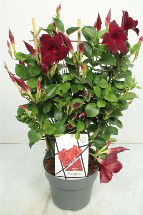 Mandevilla DIAMANTINA OPALE GRENAT