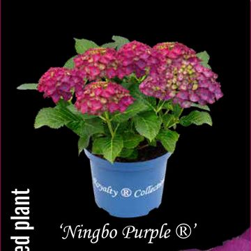 Hydrangea macrophylla 'Ningbo'