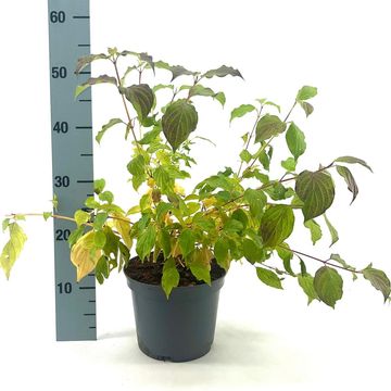 Cornus sanguinea 'Anny's Winter Orange'