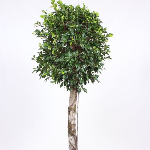 Ficus nitida (P55 cm H240 260 cm) Plant Wholesale FlorAccess