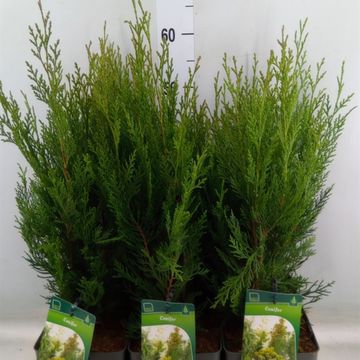 x Cupressocyparis leylandii 'Tweeduizendéén'