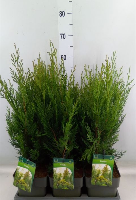 x Cupressocyparis leylandii 'Tweeduizendéén'
