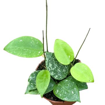 Hoya parasitica 'Splash'