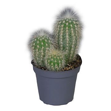 Cleistocactus straussii