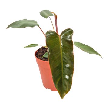 Philodendron billietiae x atabapoense