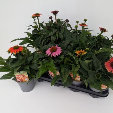 Echinacea LAKOTA MIX