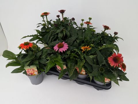 Echinacea LAKOTA MIX