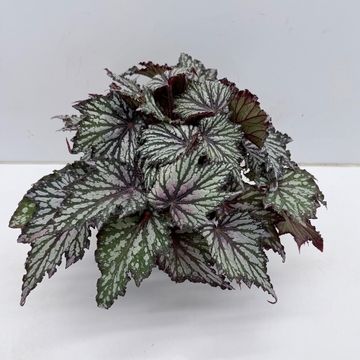 Begonia JUNGLE WONDER TRICOLORE