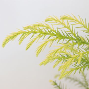 Cryptomeria japonica 'Sekkan'