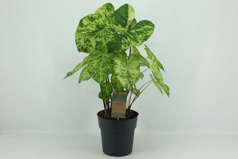 Caladium 'Frog in a Blender'