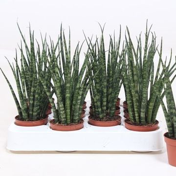 Sansevieria bacularis 'Fernwood Mikado'