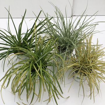 Erbe ornamentali  MIX