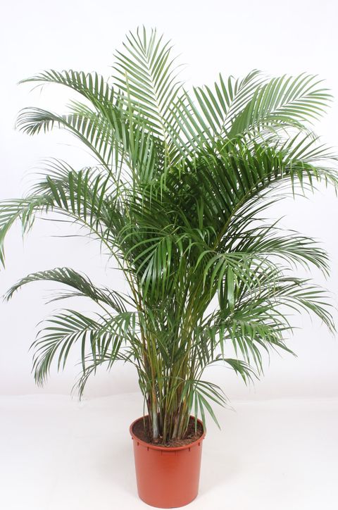 Dypsis lutescens