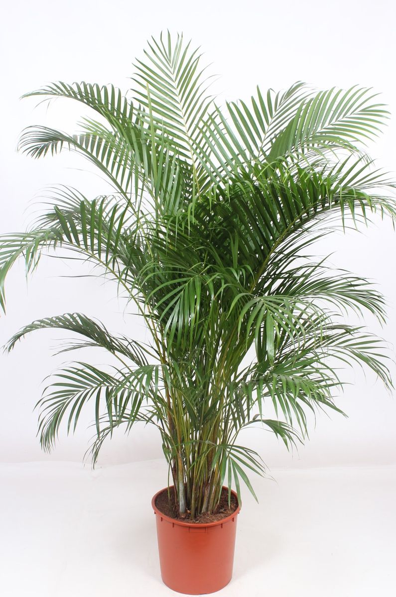 Dypsis lutescens — Plant Wholesale FlorAccess