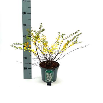 Spiraea nipponica 'June Bride'