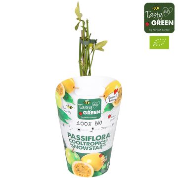 Passiflora incarnata 'Cooltropics Snowstar'