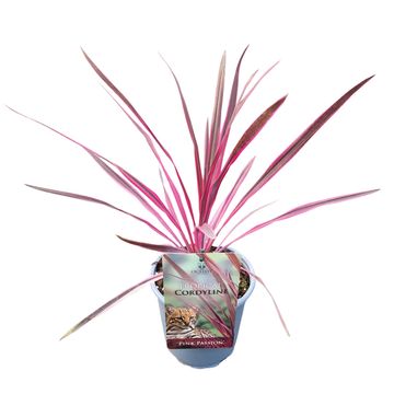 Cordyline australis PINK PASSION